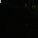 植物のシルエットの写真